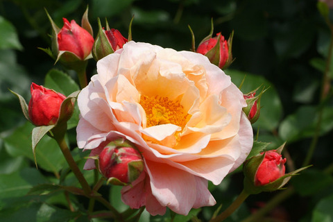 ウーメロsDSCF1768