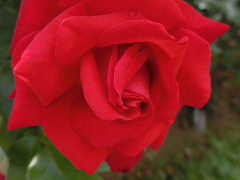 こうさい　光彩sCIMG5239