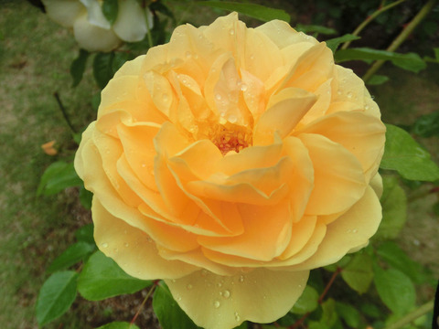 グラハム　トーマスsCIMG6084