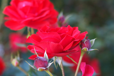 イングリッド　ウェイブルsDSCF1136