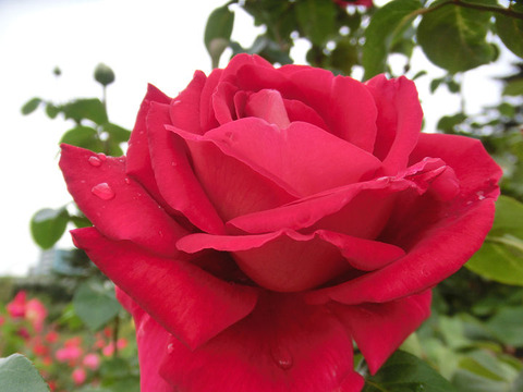 クローネンブルク5256