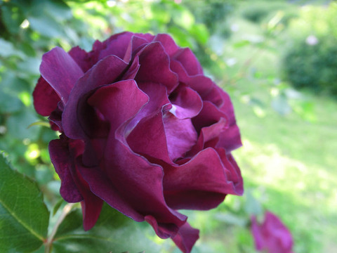 ソニャドール9125