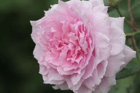 ザ　メイフラワーdezi5917