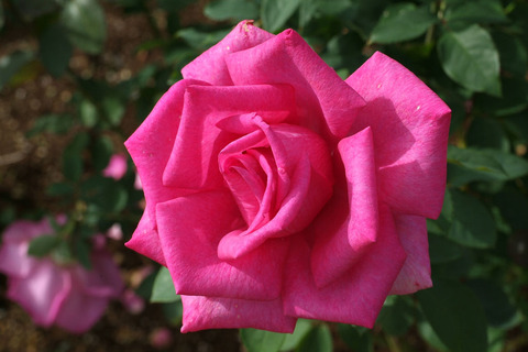 パローレsDSCF0553