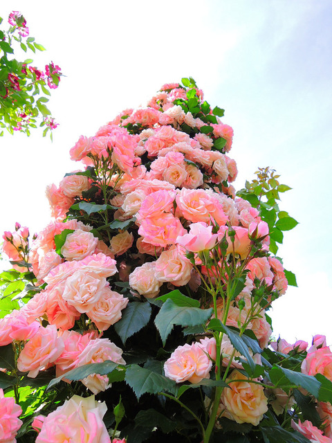 さくらがすみ　桜霞sDSCN5660