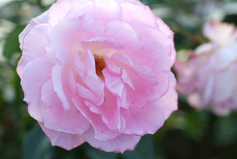 ストロベリー　ダイキリsDSCF1030