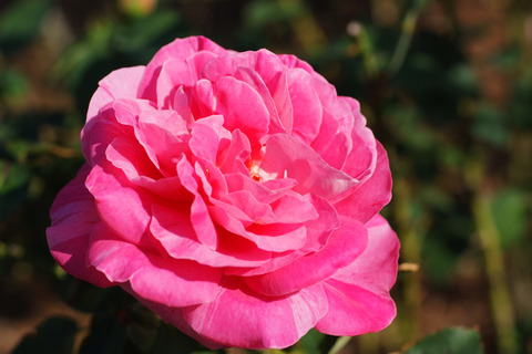 キャンディ　ストライプ (2)