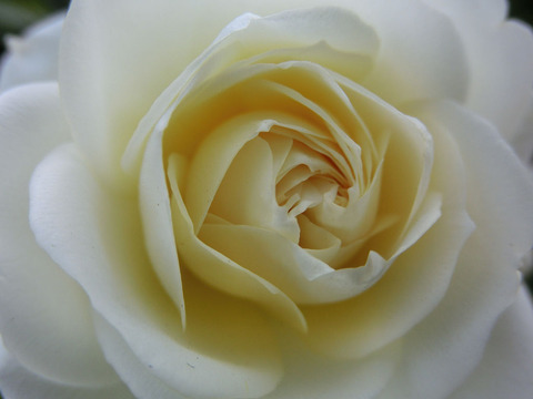 バニラ　ボニカ1300