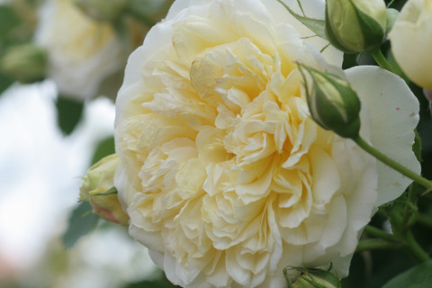 ザ　ピルグリム