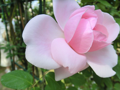 キャサリン　モーリー0408