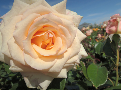 バニラ　パフューム3344