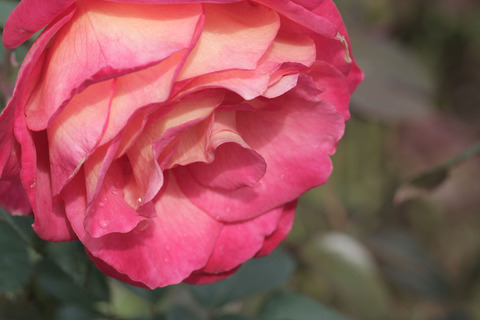 さいうん　彩雲sIMG_4479