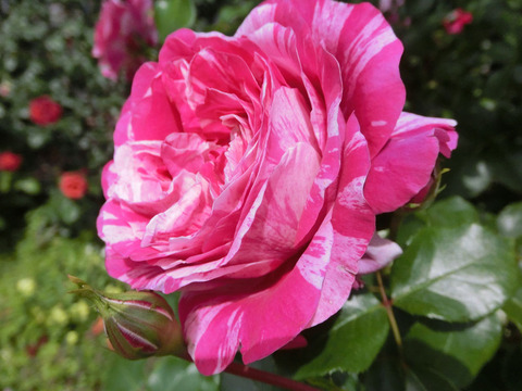 フランボワーズ　バニーユ2525