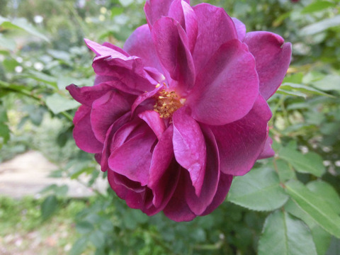 ダーシー　バッセルsCIMG8522