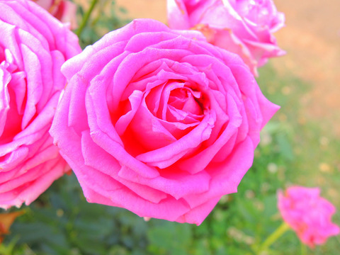 オーバーナイト　センセーションsDSCN6605