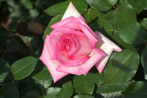 ウィミィsDSCF1267