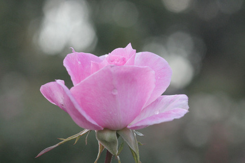 ストロベリー　ダイキリsIMG_5720