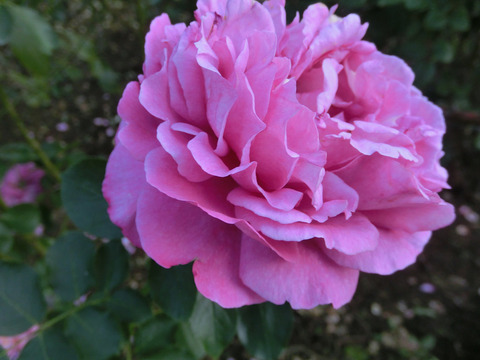 イブ　ピアッチェsCIMG8348