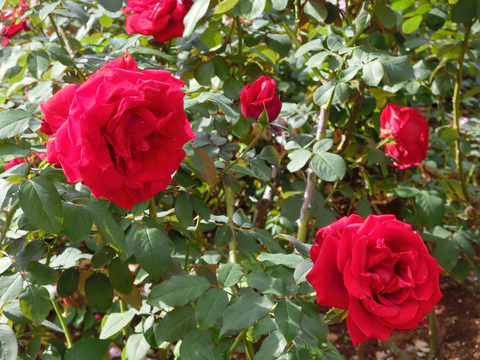 ルージュ　メイアンsCIMG5506