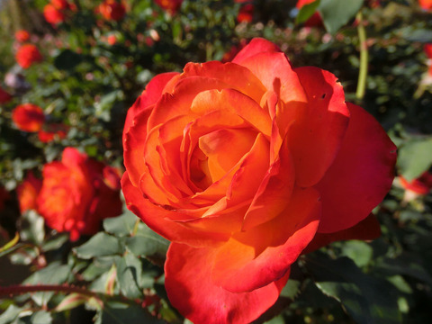 フリュイテsCIMG8607