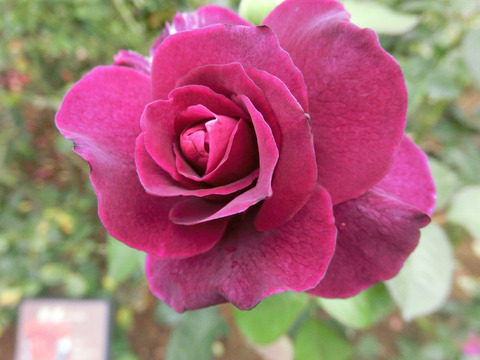 イントゥリーグsCIMG7425