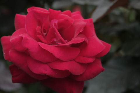 ロナルド　レーガン　ローズsIMG_6994