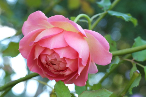 ジュビリー　セレブレーションsDSCF8840