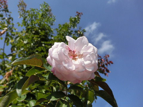 エンジェル　ハート6904