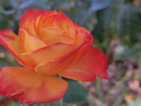 にしき　錦sCIMG8251