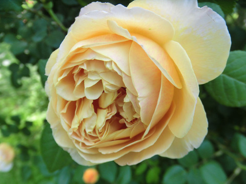 チャールズ　ダーウィン0257