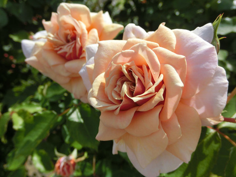 えみ　笑み　（えみ）sCIMG5026