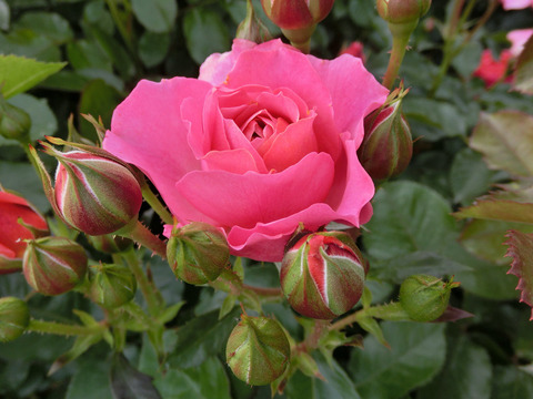 ホープ　アンド　ドリームズsCIMG5016