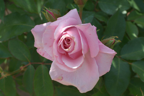 さくらがい　桜貝　（さくらがい）sDSCF1180