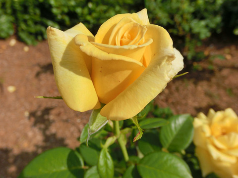 ドフト　ゴールドsCIMG6425