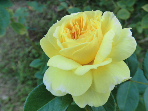 イエロー　ボタン5360