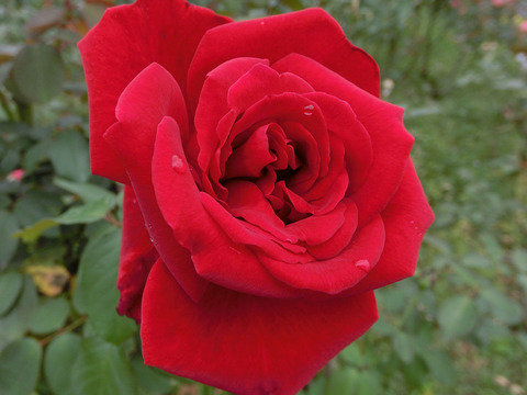 ルージュ　メイアンsCIMG4809