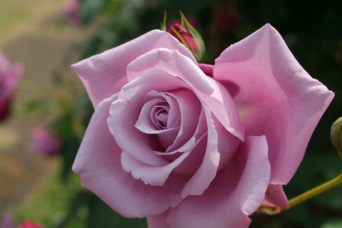 シャルル　ドゥ　ゴールsDSCF1935