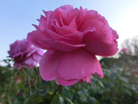 イブ　ピアッチェsCIMG8347