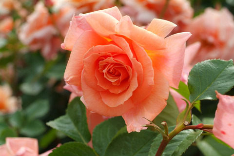 アプリコット　キャンディsDSCF2310