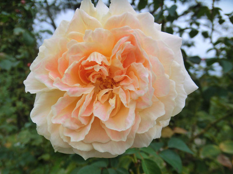 クィーン　ネフェルティティ1826