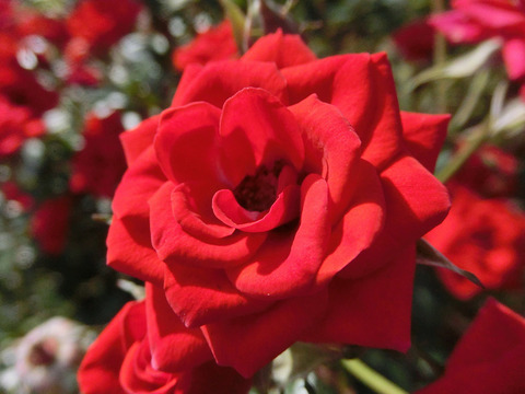 べにひめ　紅姫sCIMG8173