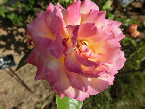 あさぐも　朝雲　（あさぐも）sCIMG6666