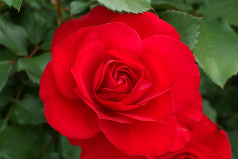 スーリール　ドゥ　モナリザsDSCF2465