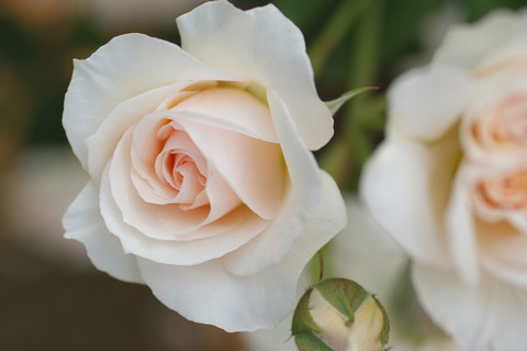 ペルディータ (2)