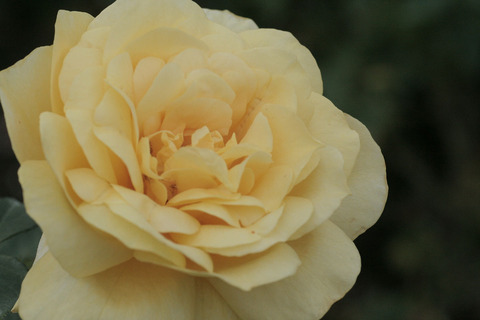 ミラベラsIMG_7233