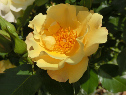 きんれんぽ　金蓮歩　（きんれんぽ）sCIMG4941