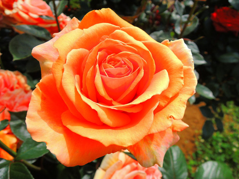 アシュラムsDSCN4914