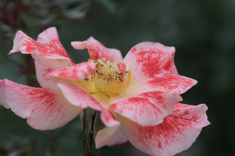 ホット　ファイアーsIMG_7504