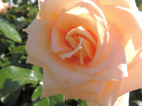 バニラ　パフューム3339