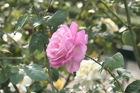 グレース　ドゥ　モナコ0354